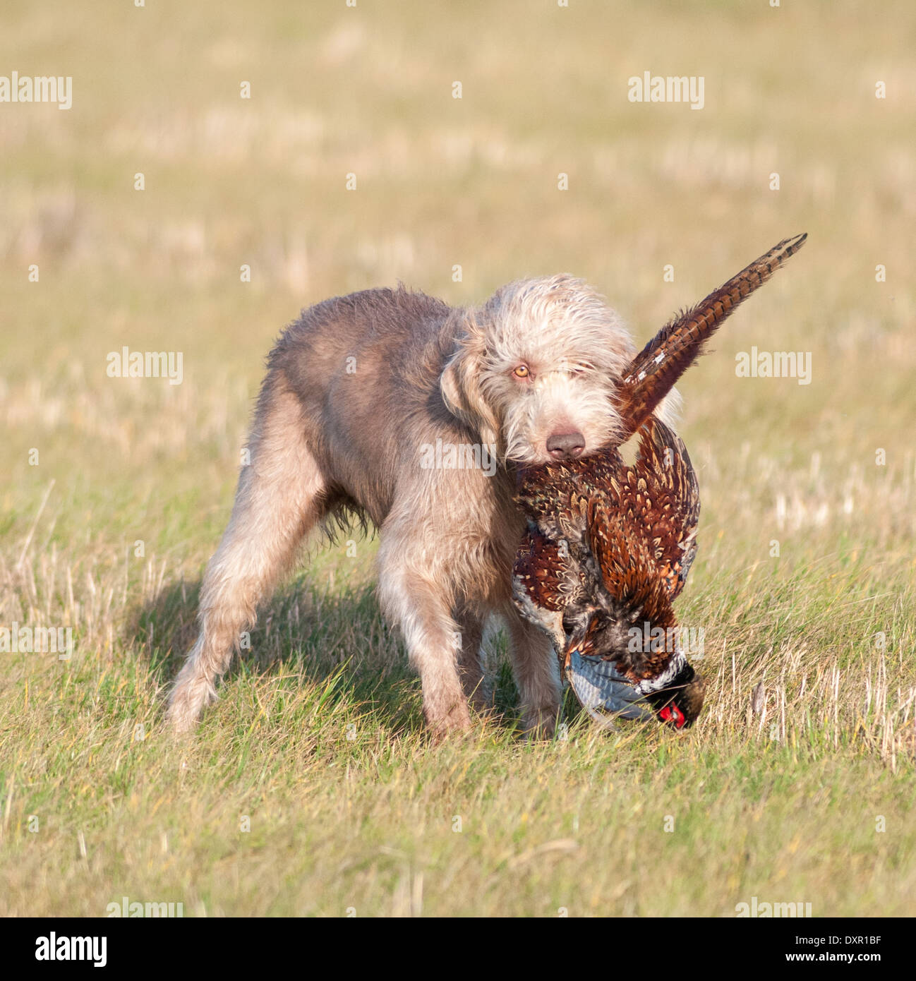 A Slovak Wirehaired Pointer, or Slovakian Rough-haired Pointer dog, with a pheasant Stock Photo