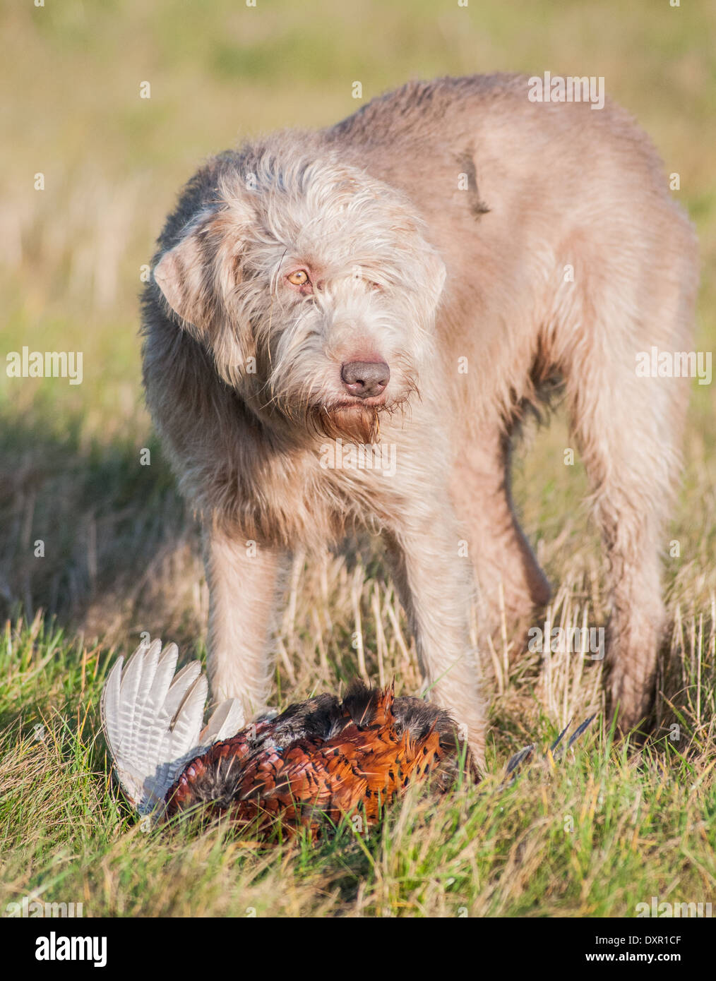 A Slovak Wirehaired Pointer, or Slovakian Rough-haired Pointer dog with a pheasant Stock Photo