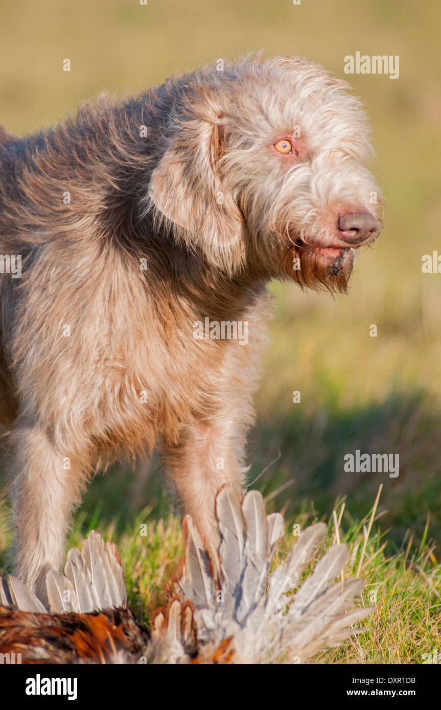 A portrait of a Slovak Wirehaired Pointer, or Slovakian Rough-haired Pointer dog, with a pheasant Stock Photo
