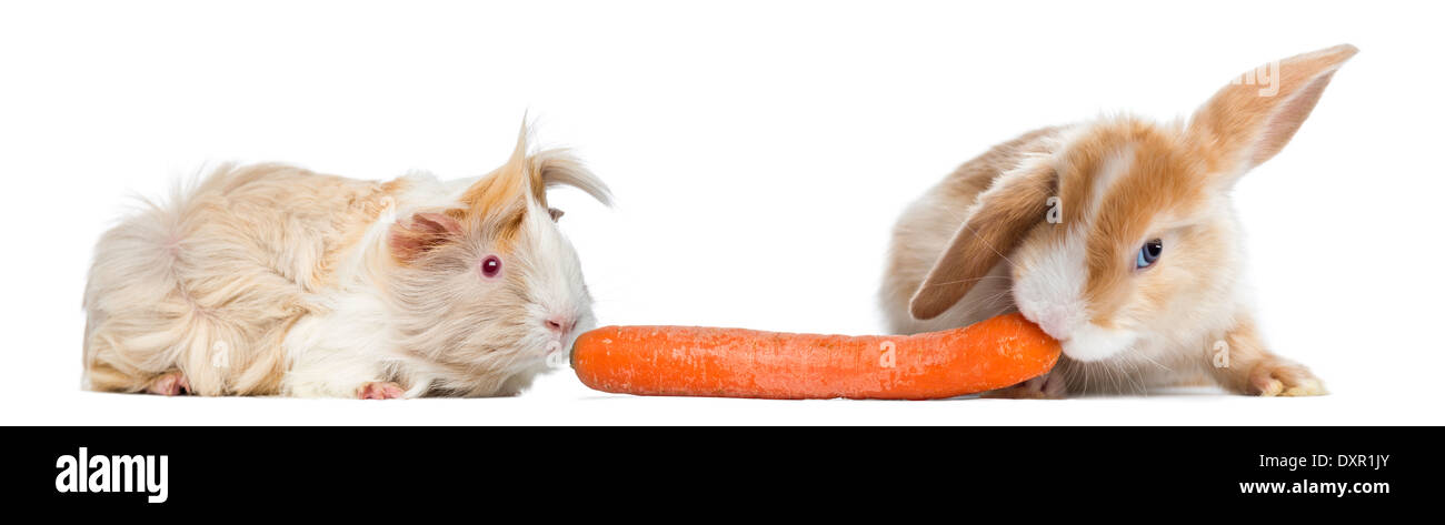 Rabbit and guinea pig eating a carrot against white background Stock Photo