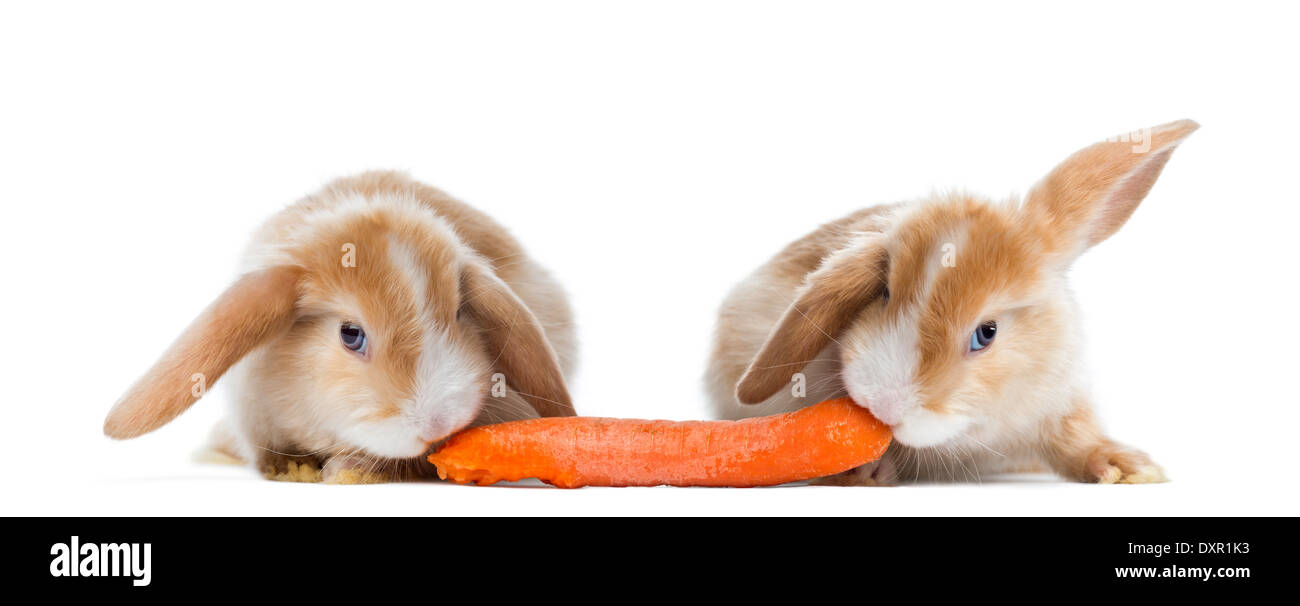 Two Satin Mini Lop rabbits eating a carrot against white background