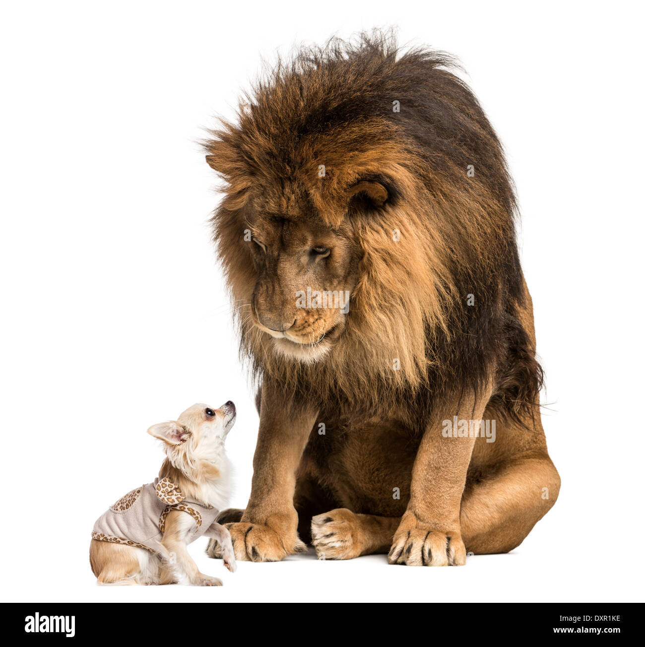 Lion sitting and looking at a chihuahua against white background Stock Photo