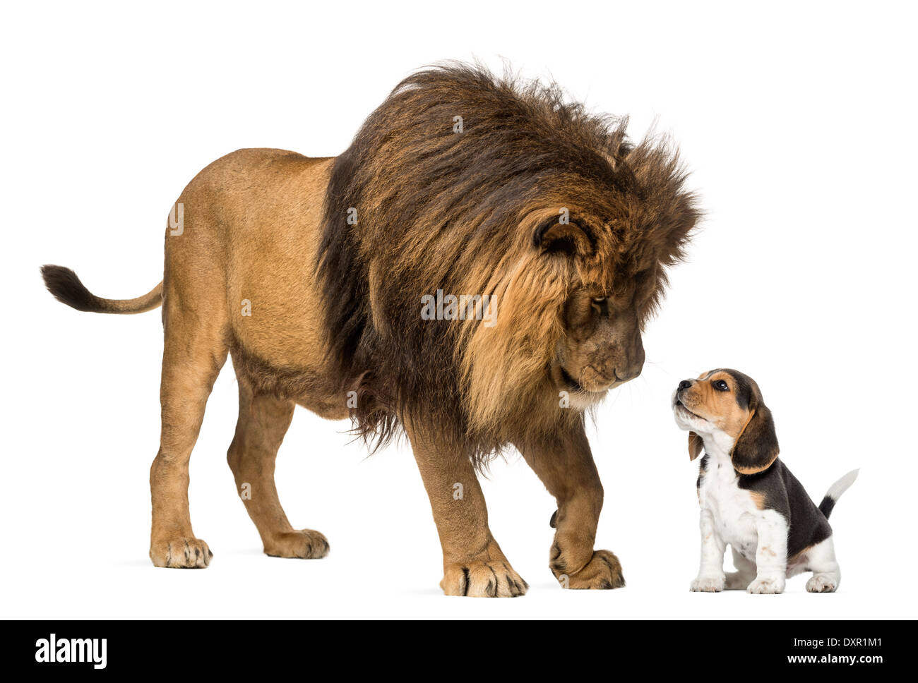 Lion standing and looking at a beagle puppy against white background Stock Photo