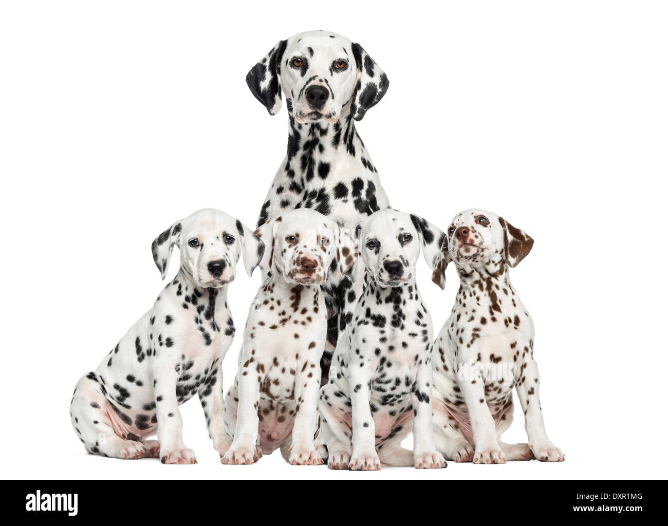Dalmatian mom and puppies against white background Stock Photo