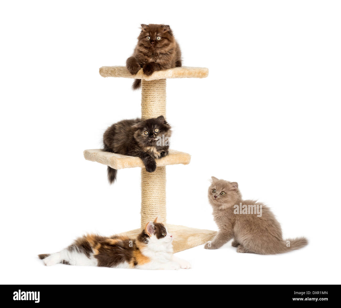 Kittens playing on a cat tree against white background Stock Photo