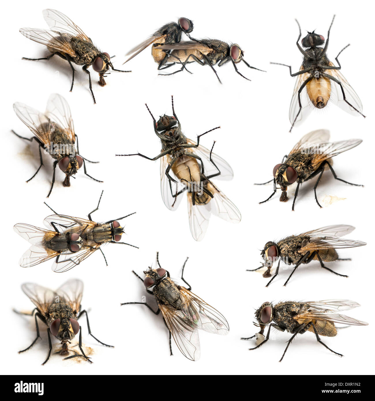 Set of 11 House flies in front of white background Stock Photo