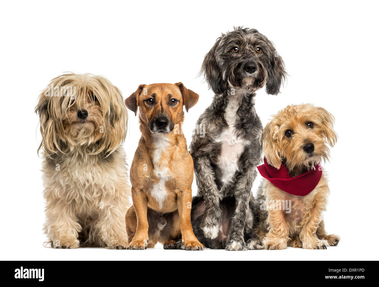 Group of Crossbreed sitting together against white background Stock Photo