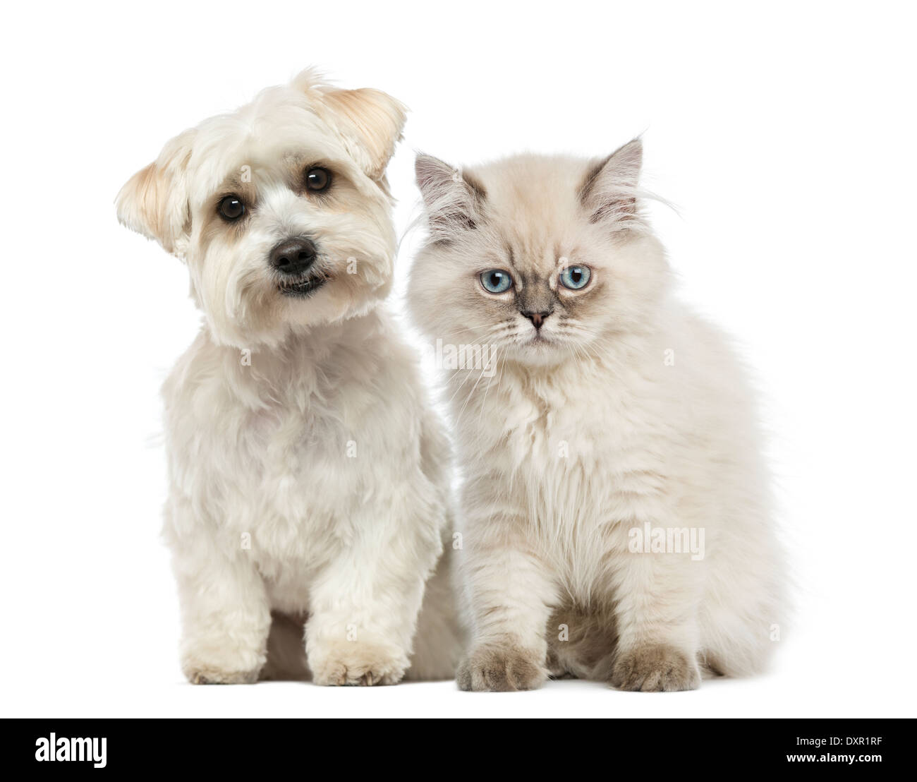 Kitten and dog sitting together and looking at the camera against white background Stock Photo
