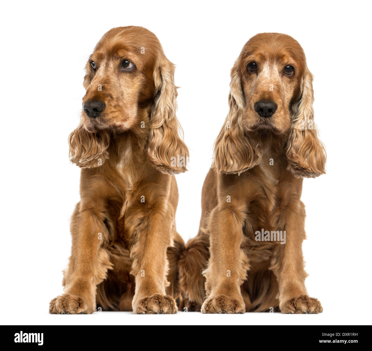 Two English Cocker Spaniels sitting against white background Stock Photo
