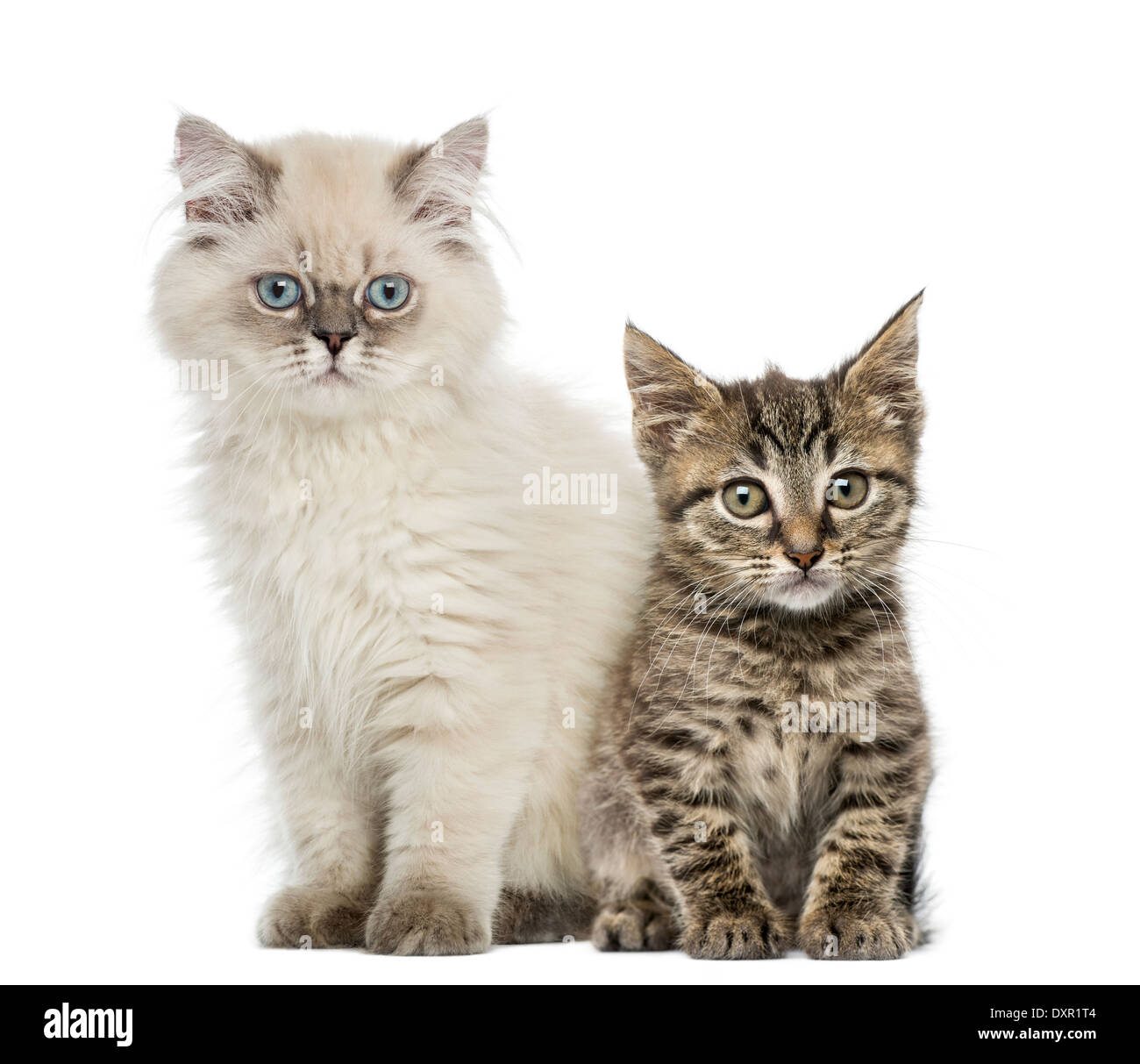 European shorthair and British shorthair kitten sitting and looking at the camera against white background Stock Photo
