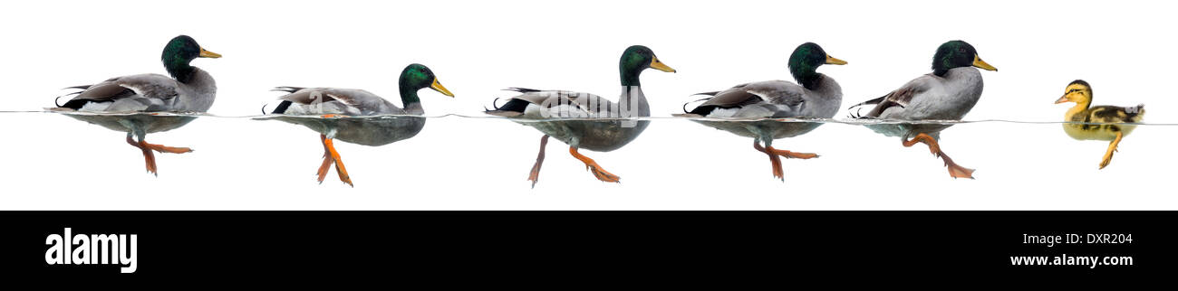 Duckling stand in the way of a group of ducks, against white background Stock Photo
