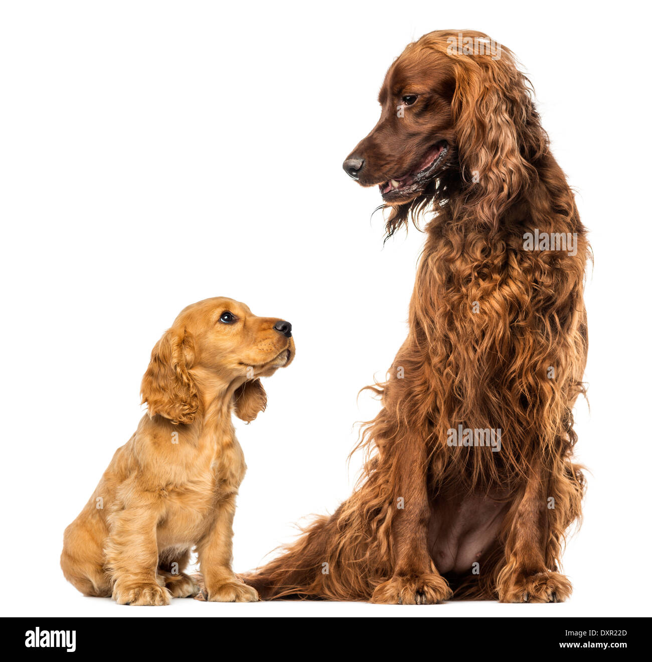 English Cocker spaniel puppy looking up at an Irish setter against white background Stock Photo