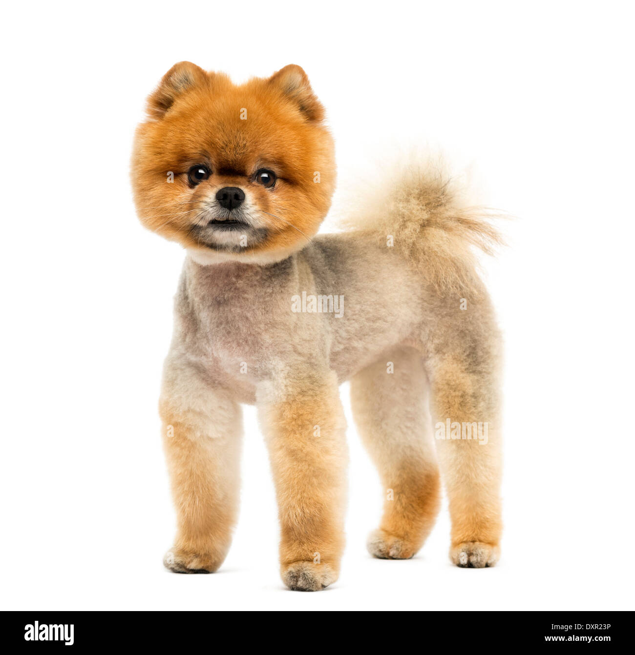 Pomeranian dog sitting and looking at the camera against white background Stock Photo