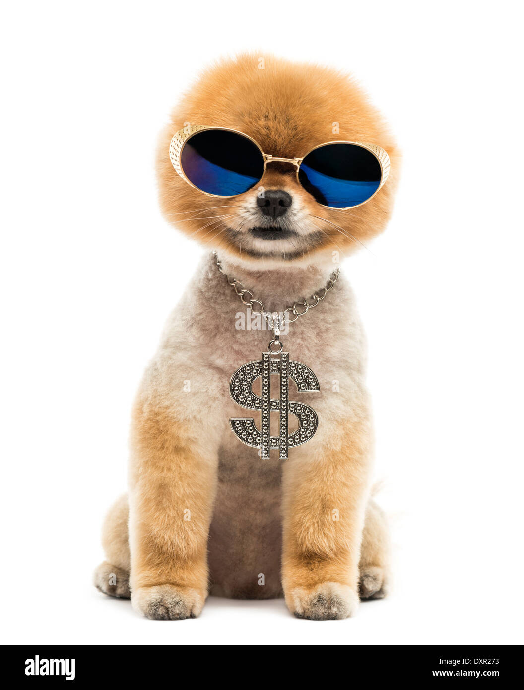 Groomed Pomeranian dog sitting and wearing a dollar necklace and blue sunglasses against white background Stock Photo