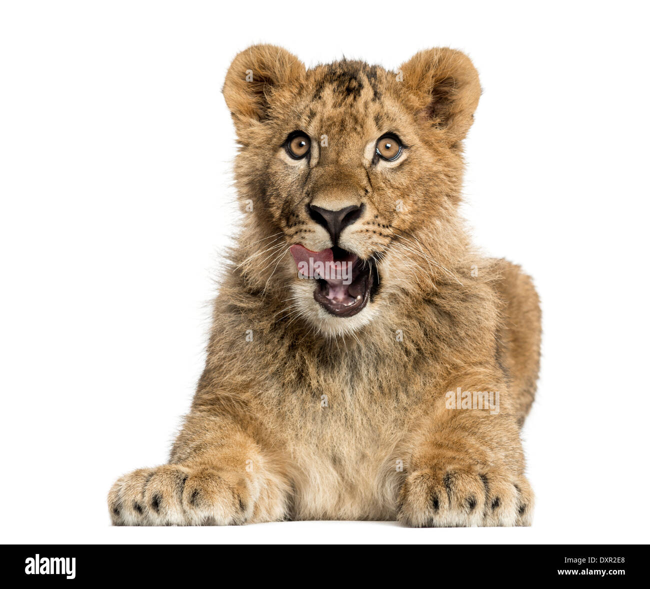 Lion cub lying and looking against white background Stock Photo