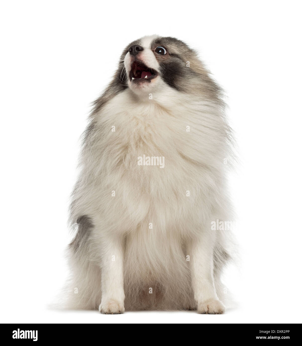 Angry German Spitz sitting against white background Stock Photo