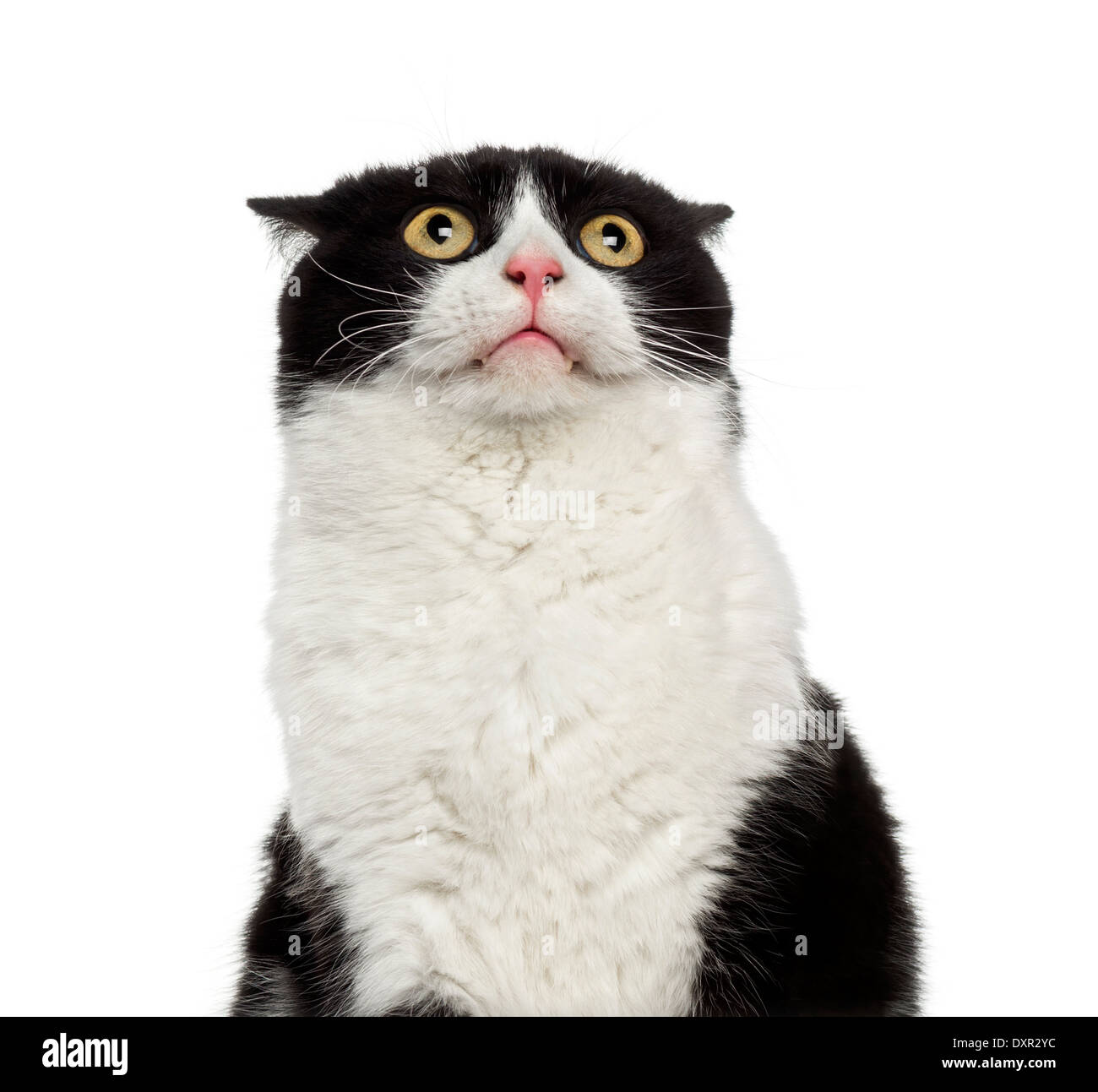 Close-up of a shy mixed-breed cat looking up against white background Stock Photo