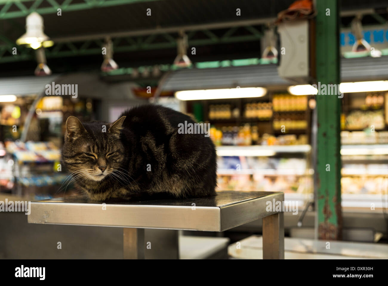 Cat sleeping on a scale in a stall of Enfants Rouges Market, Paris, France Stock Photo