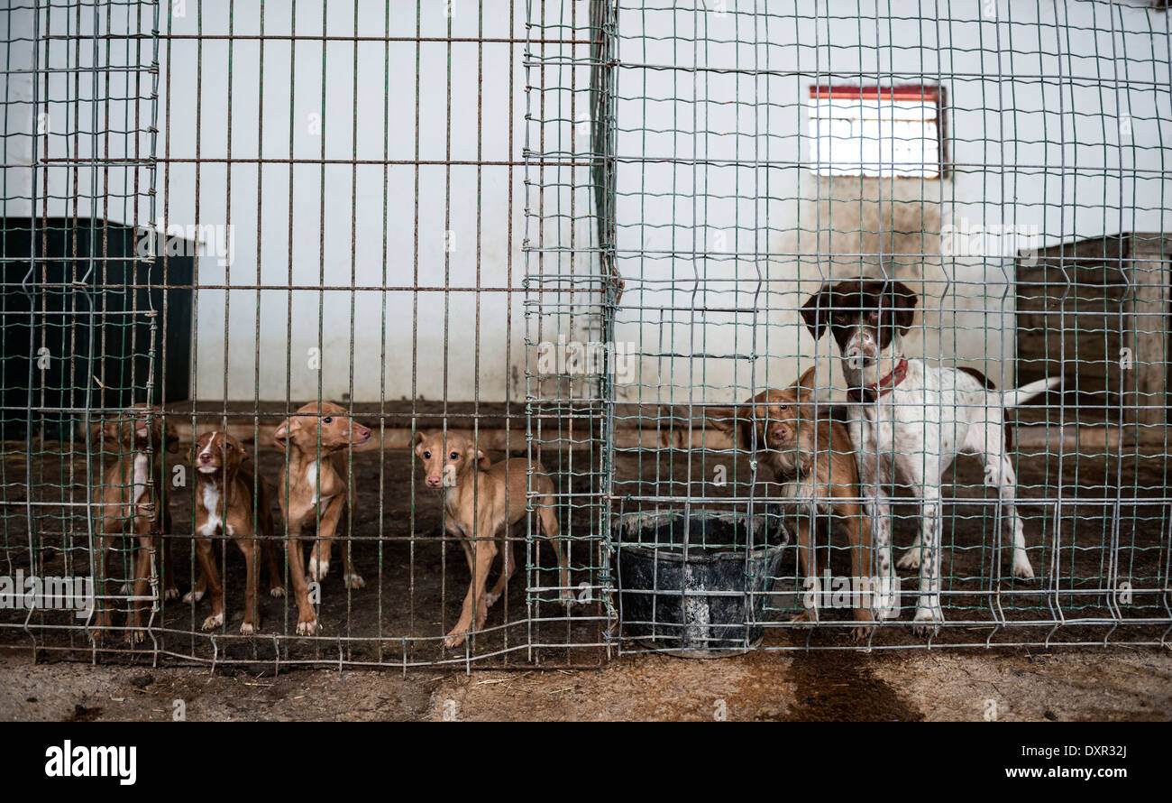 Abandoned dogs in a cage looking at camera Stock Photo Alamy