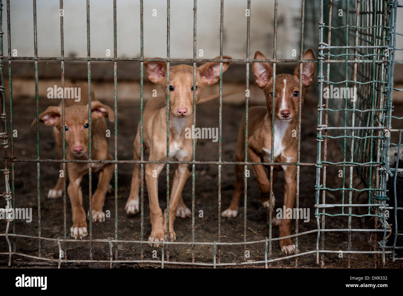 Abandoned dogs in a cage looking at camera Stock Photo Alamy