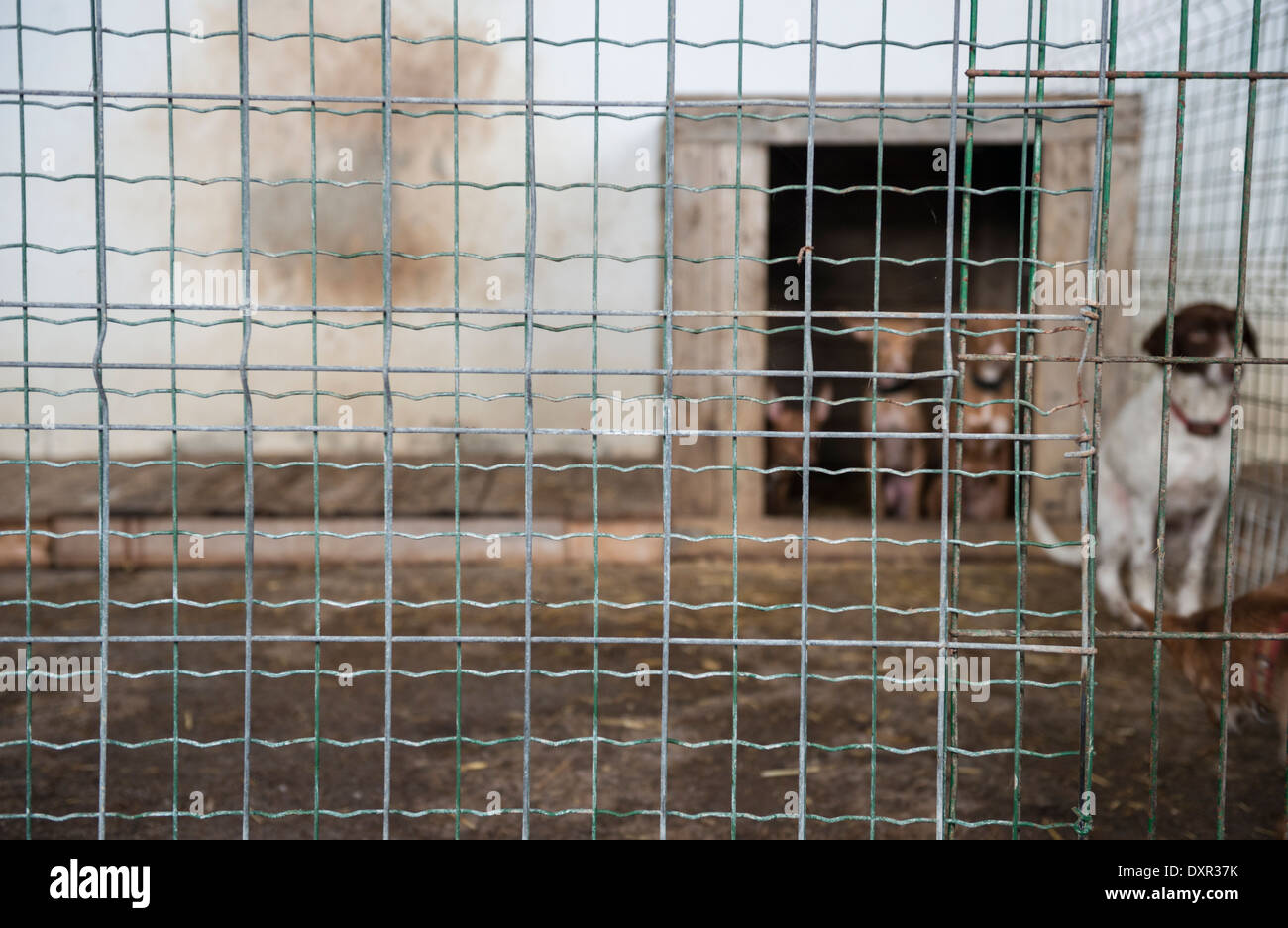 Abandoned dogs in a cage Stock Photo Alamy