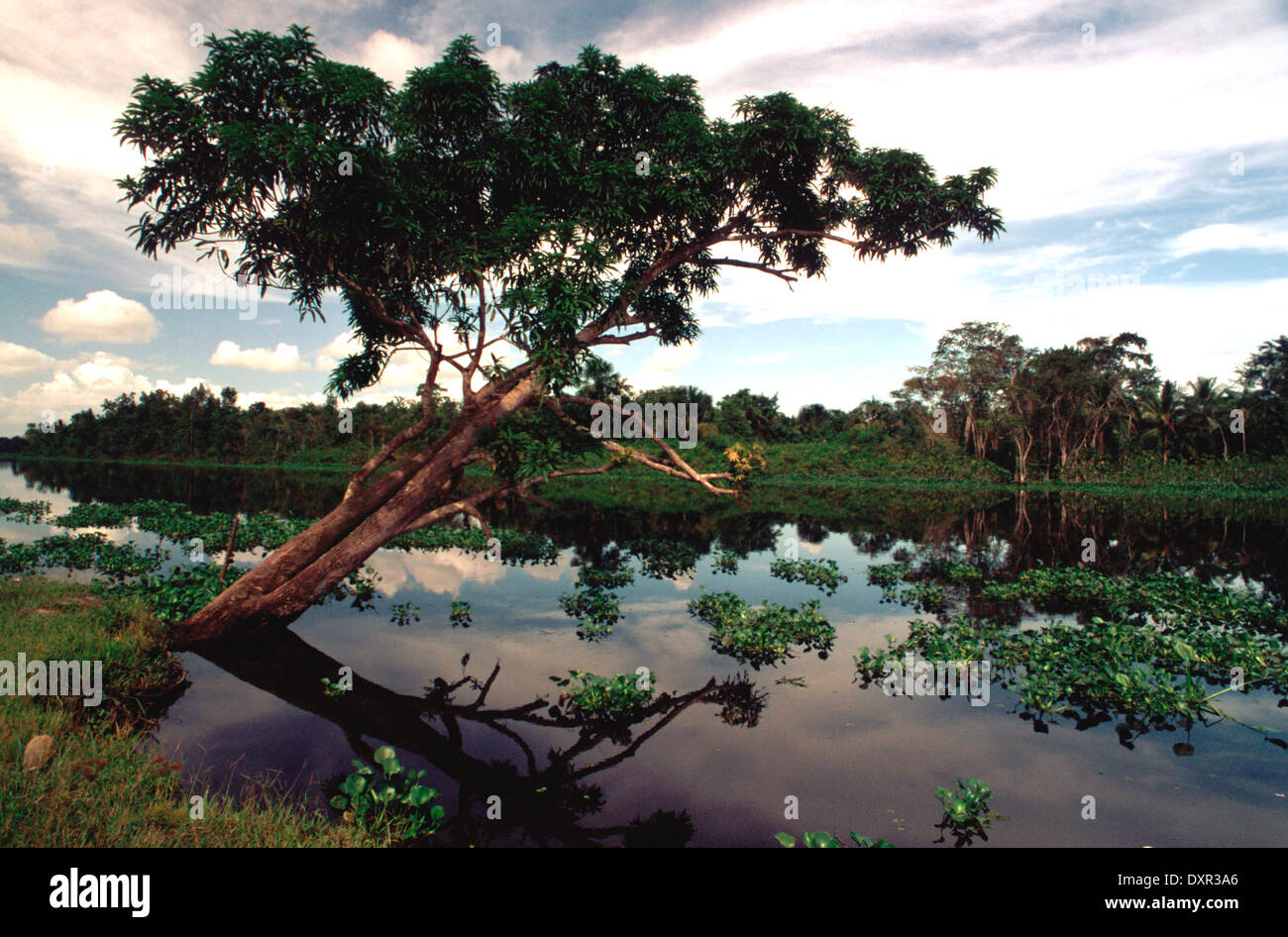 Landscape in the Orinoco's Delta. The Warao are an indigenous people inhabiting northeastern Venezuela and western Guyana. Stock Photo