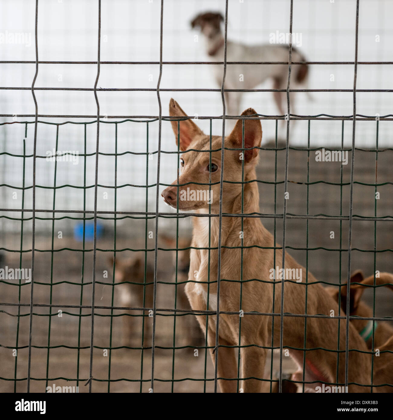 Abandoned dogs in a cage Stock Photo Alamy