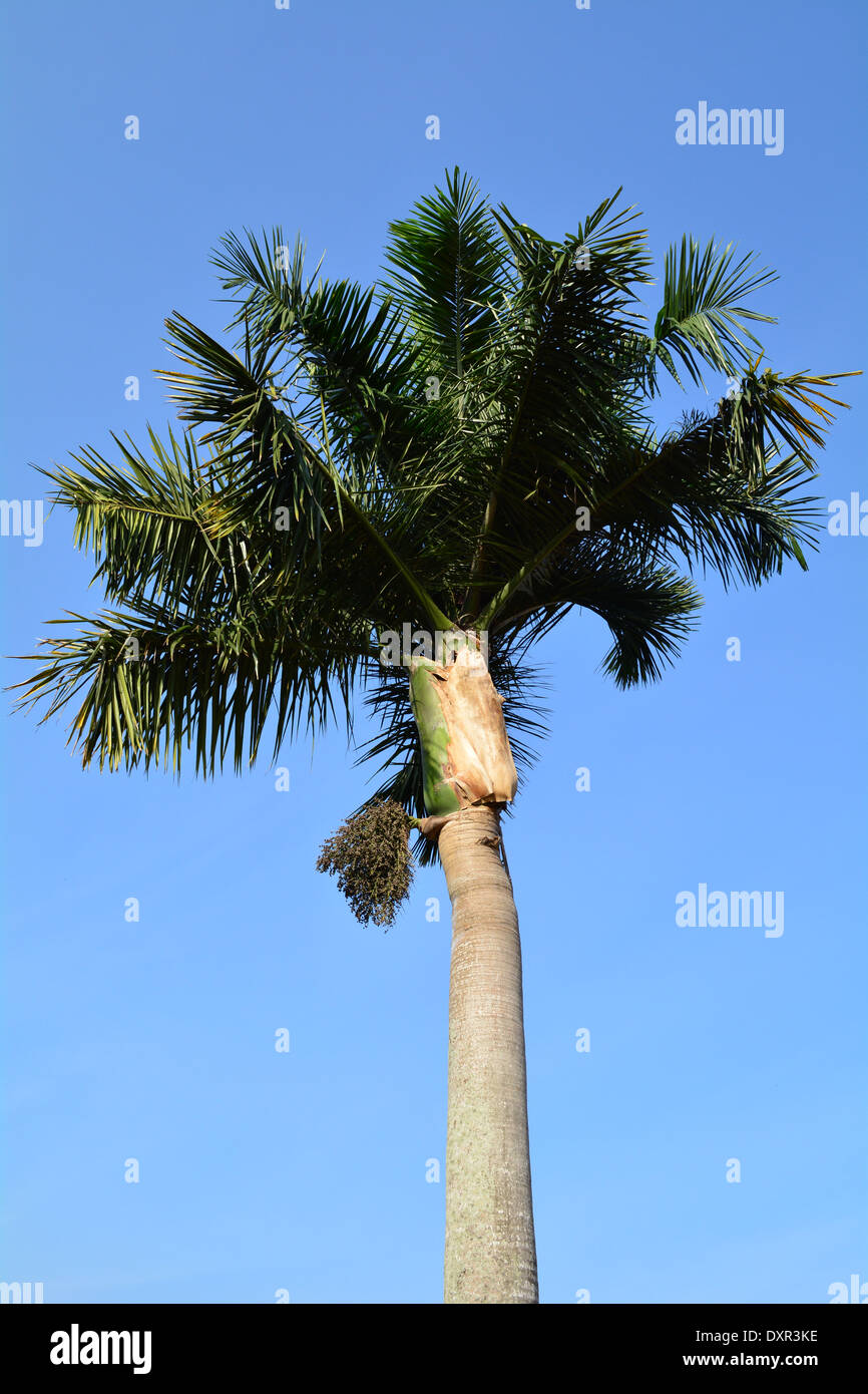 Palm tree (Arecaceae) Stock Photo