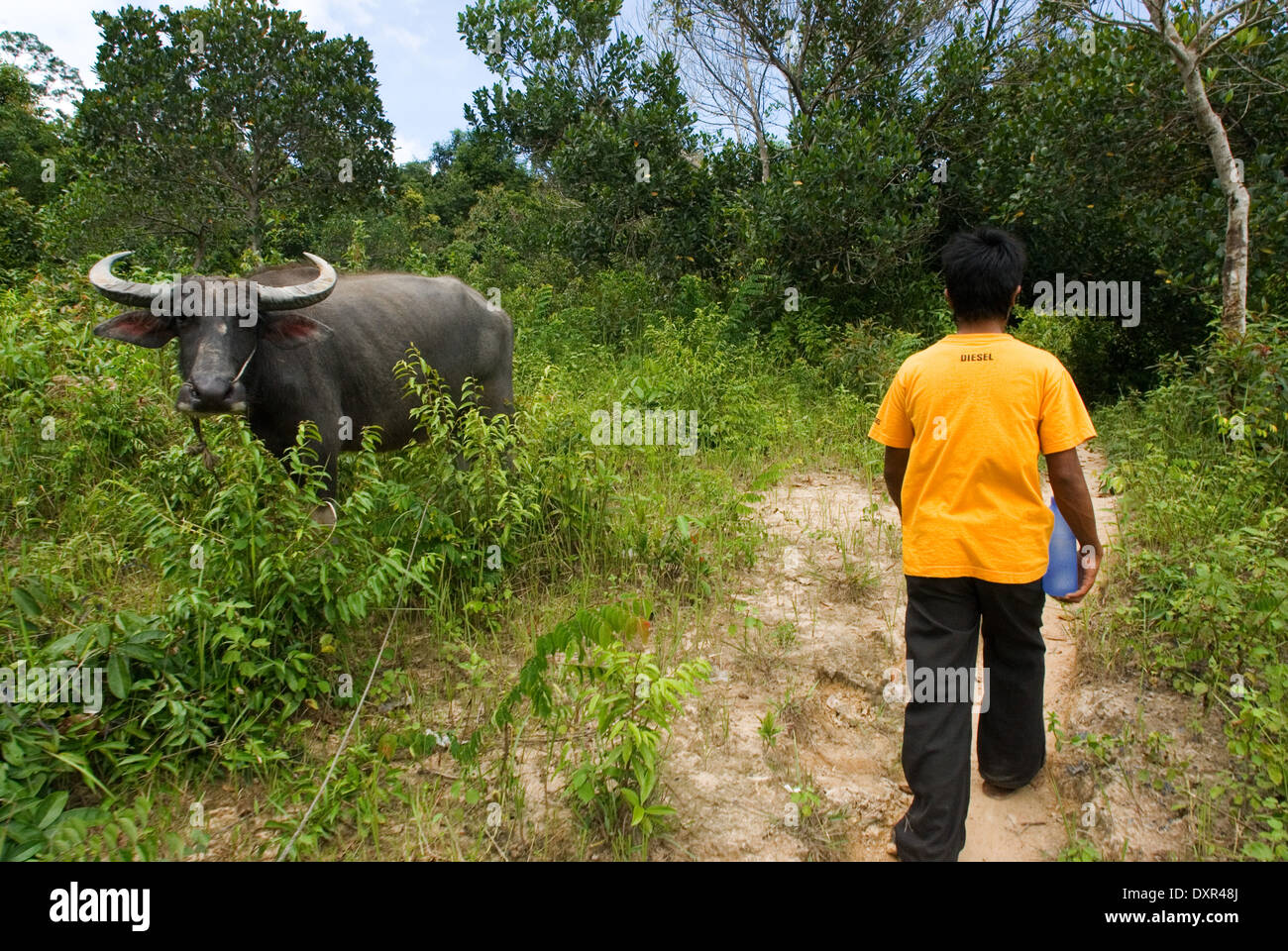 Ream National Park is located about 12 miles from Sihanoukville, Cambodia. The park was established in1993 and it's the most div Stock Photo