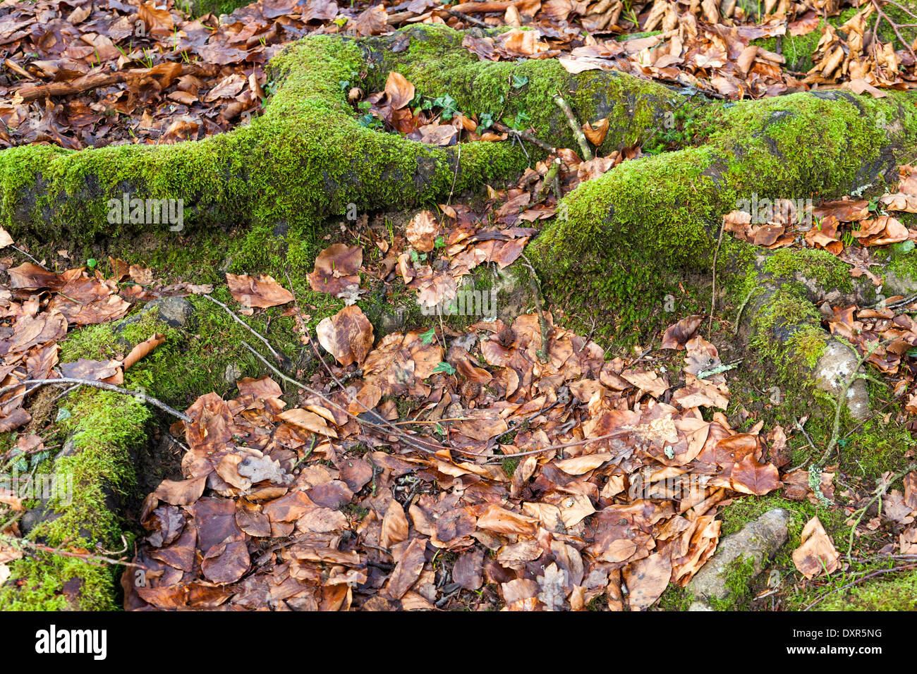 Close view of roots with moss and fallen leaves Stock Photo