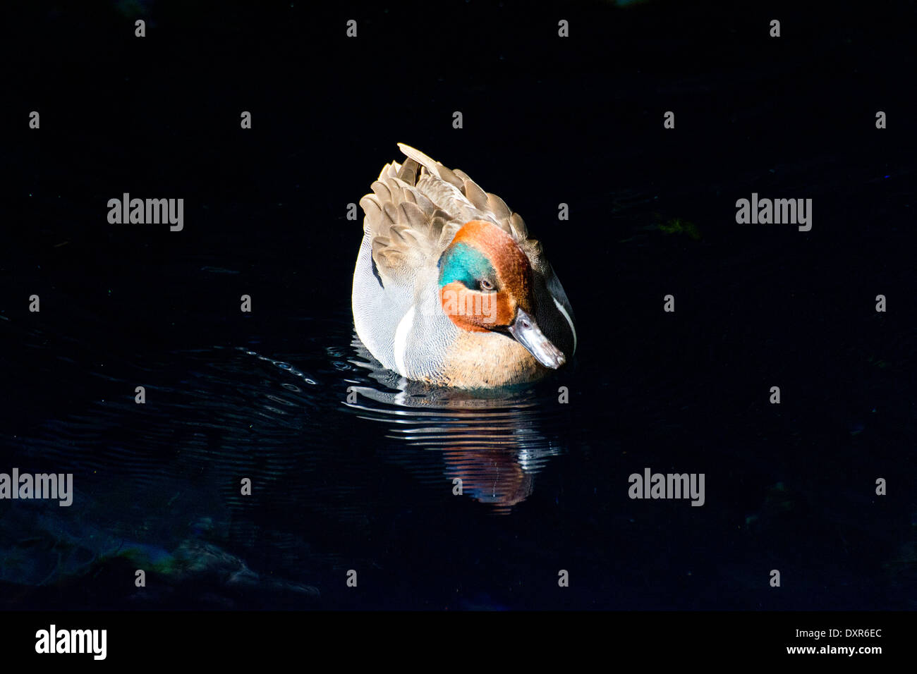 A Green-Winged Teal. Stock Photo