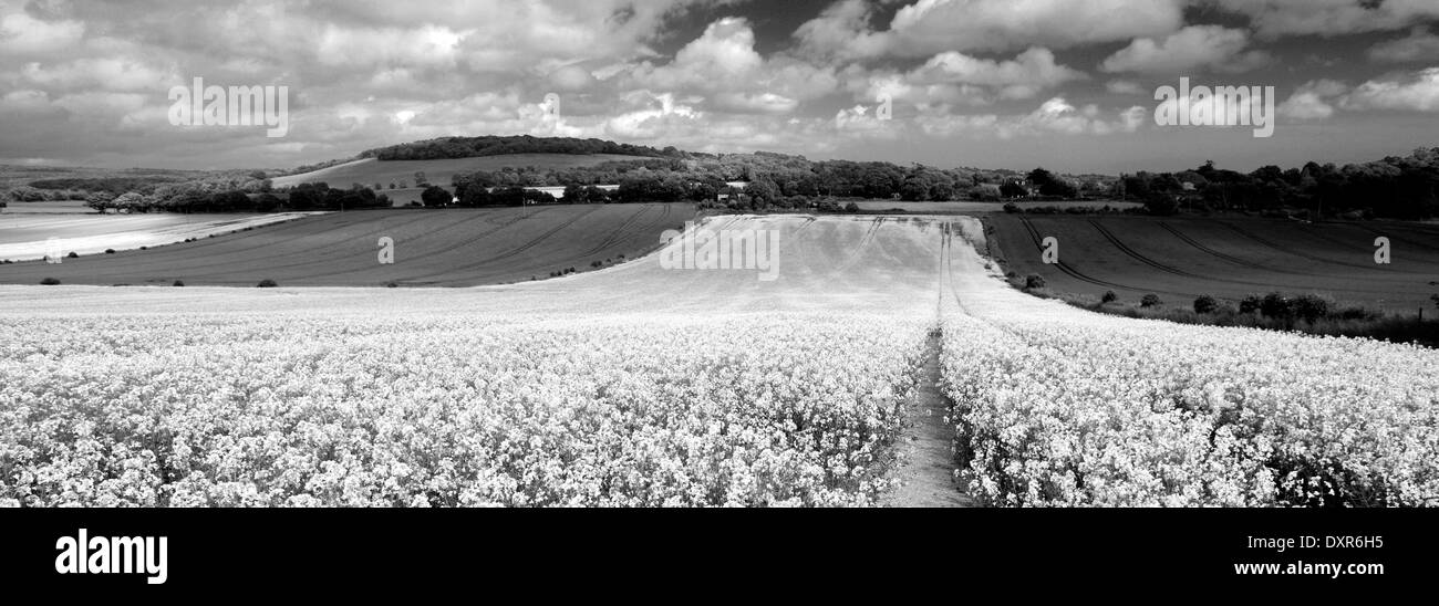 Summer Landscape over Eartham village, South Downs National Park ...