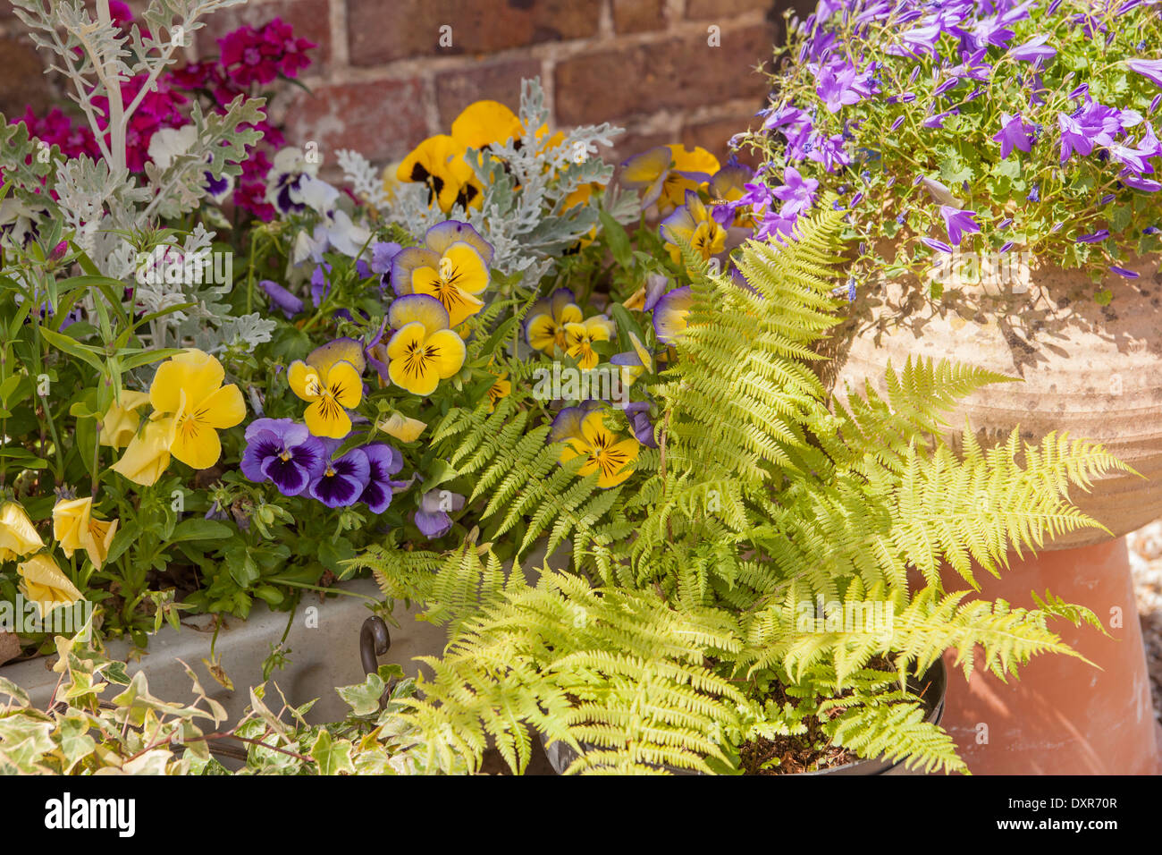 Violets in pots hires stock photography and images Alamy