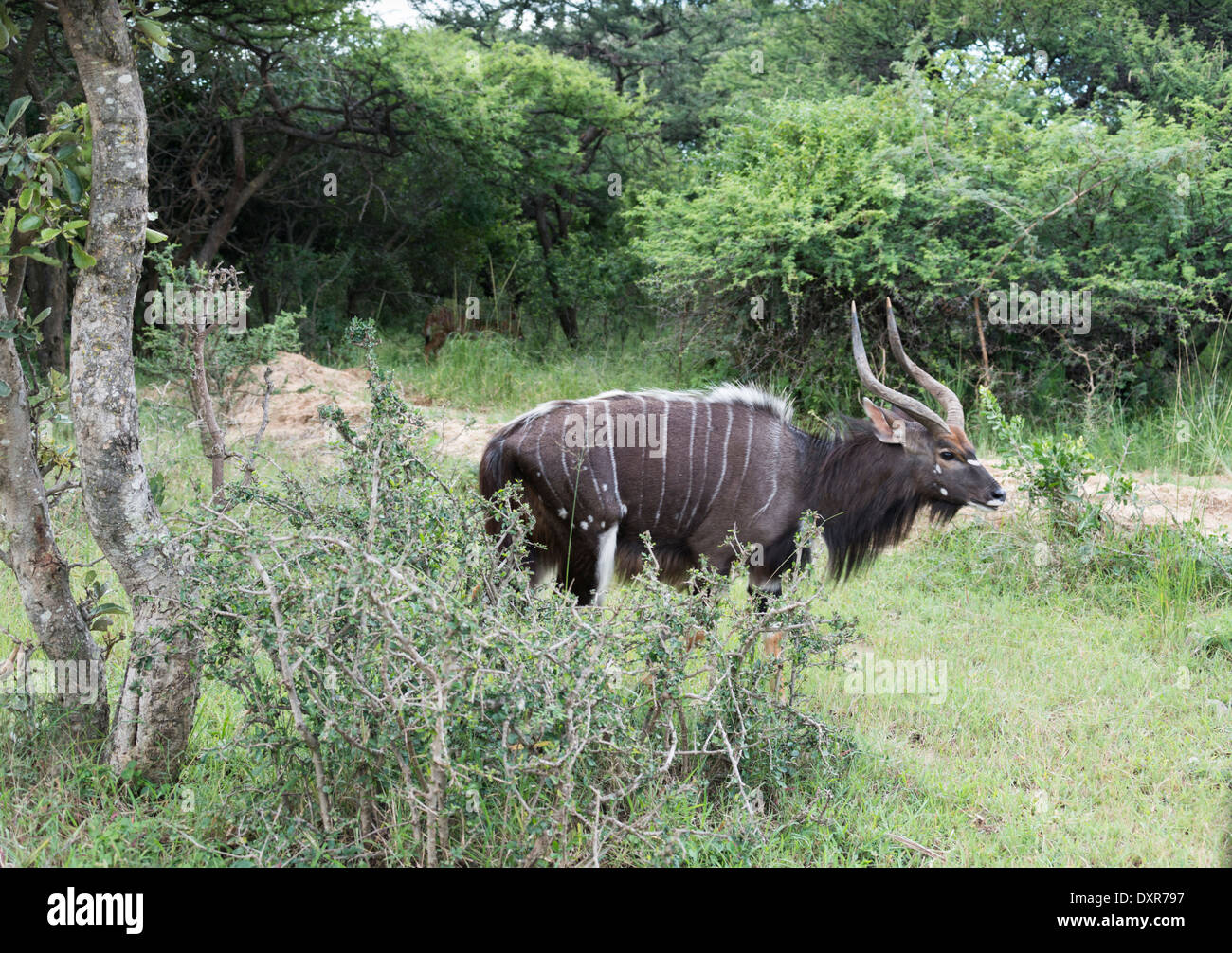 male nyala in south africa in safari nature park Stock Photo