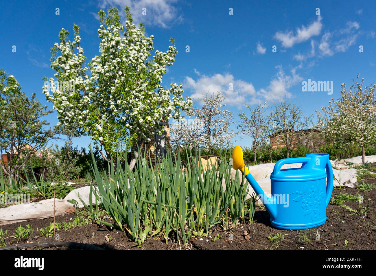 Green onion and watering-pot at a farm Stock Photo