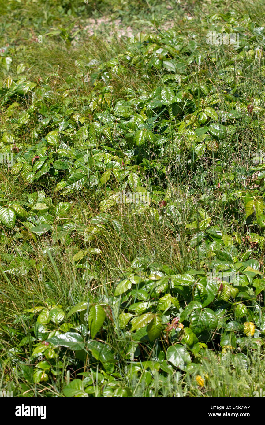 Poison ivy plant, Toxicodendron radicans, poisonivy Stock Photo Alamy