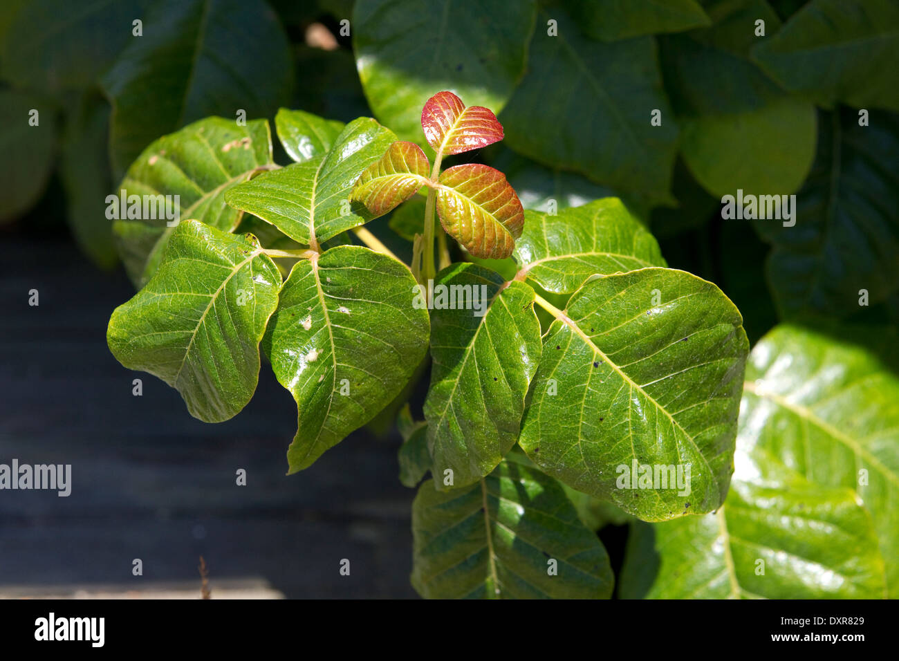 Poison ivy plant, Toxicodendron radicans, poisonivy Stock Photo Alamy