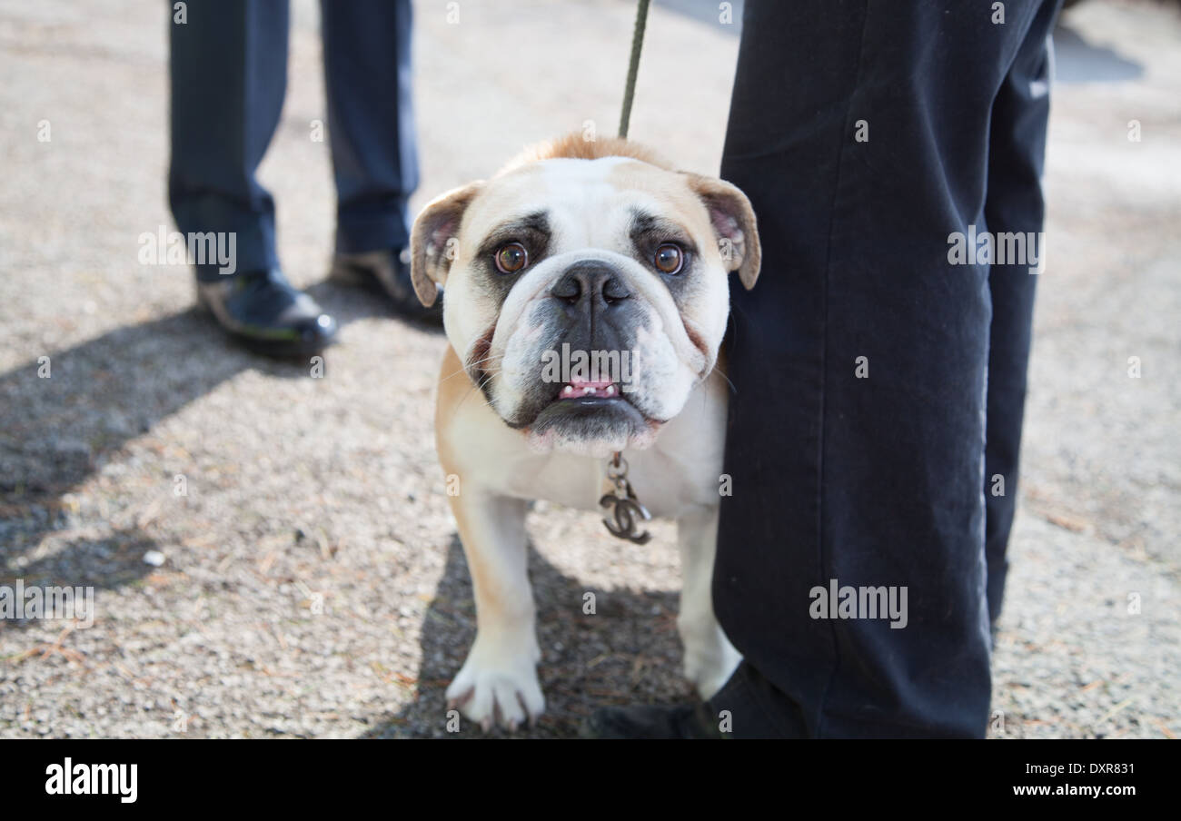 An inquisitive bulldog with a Chanel dog collar looks to camera as the dog  walker chats to a friend on a sunny spring day Stock Photo - Alamy