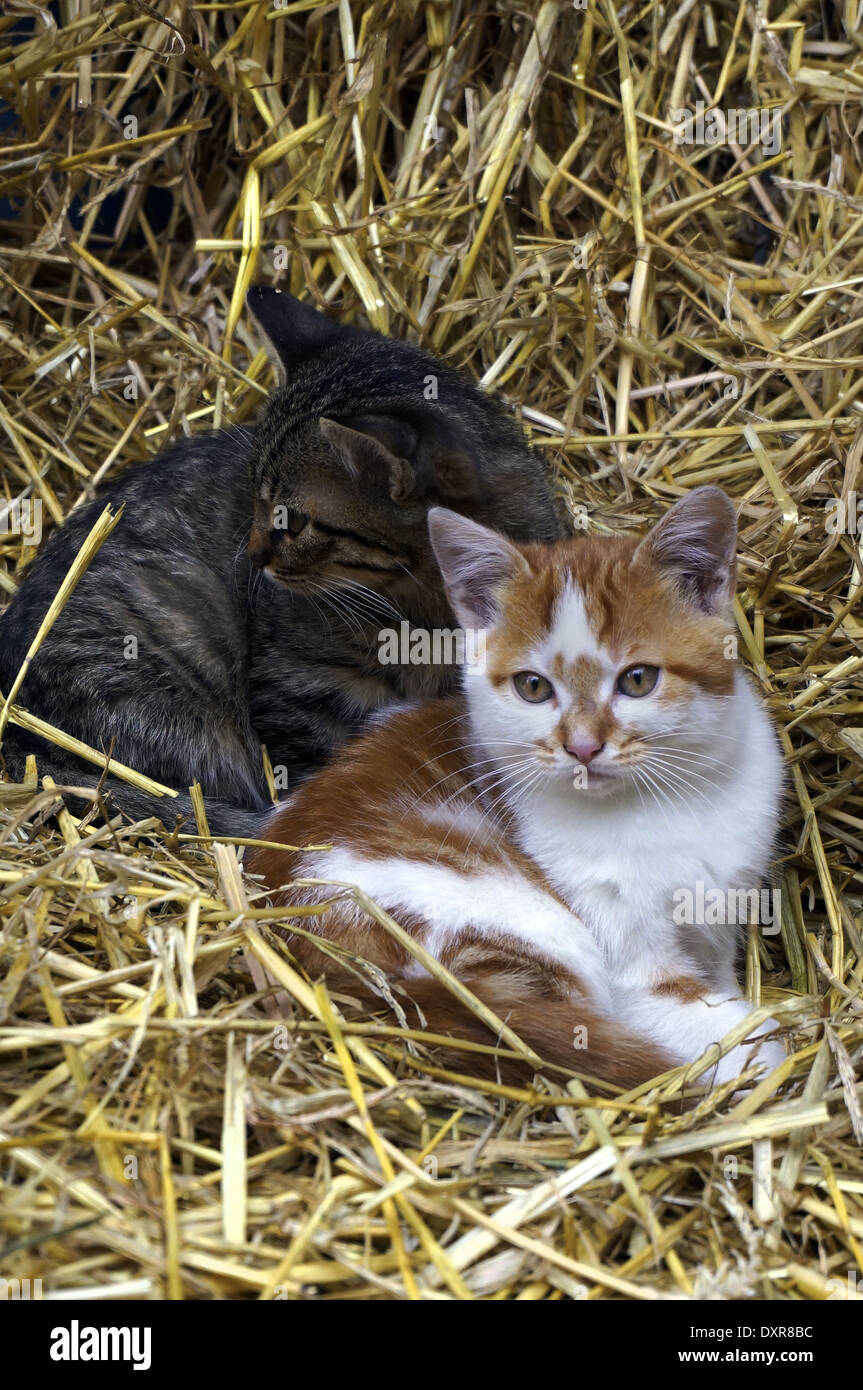 two cute kitten resting in straw Stock Photo