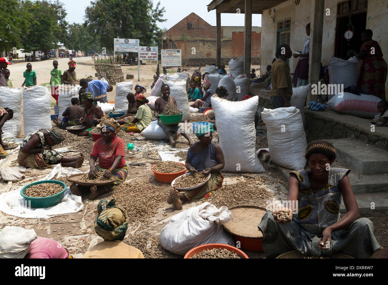 Women sorting harvested peanuts in a farmer, Rutshuru,North Kivu,Congo ,DRC , Democratic Republic of Congo, Africa Stock Photo