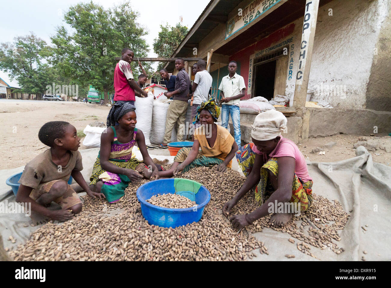 Women sorting harvested peanuts in a farmer, Rutshuru,North Kivu,Congo ,DRC , Democratic Republic of Congo, Africa Stock Photo