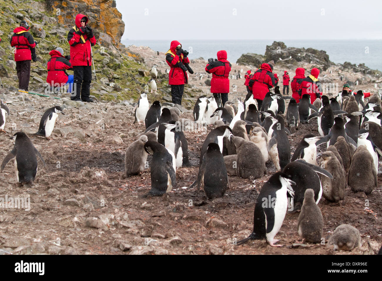Antarctica tourism, tourists and penguin, penguins among the Antarctica landscape. Stock Photo
