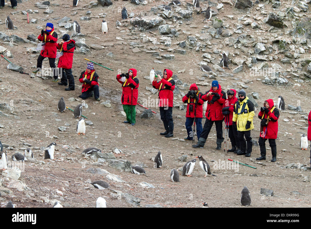 Antarctica tourism, tourists and penguin, penguins among the Antarctica landscape. Stock Photo