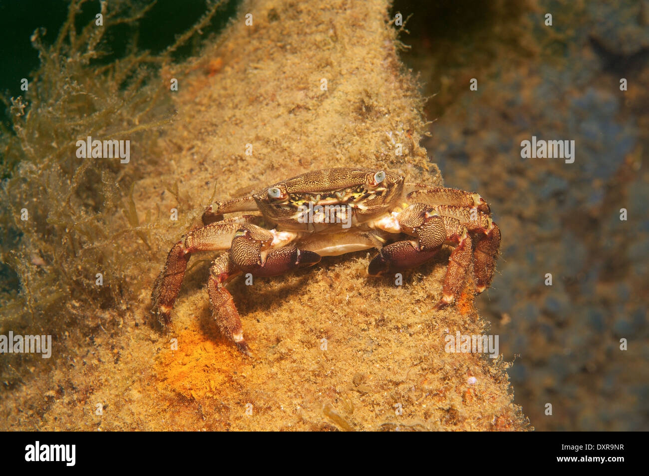 marbled rock crab or marbled crab (Pachygrapsus marmoratus) Black Sea, Crimea, Russia  Stock Photo