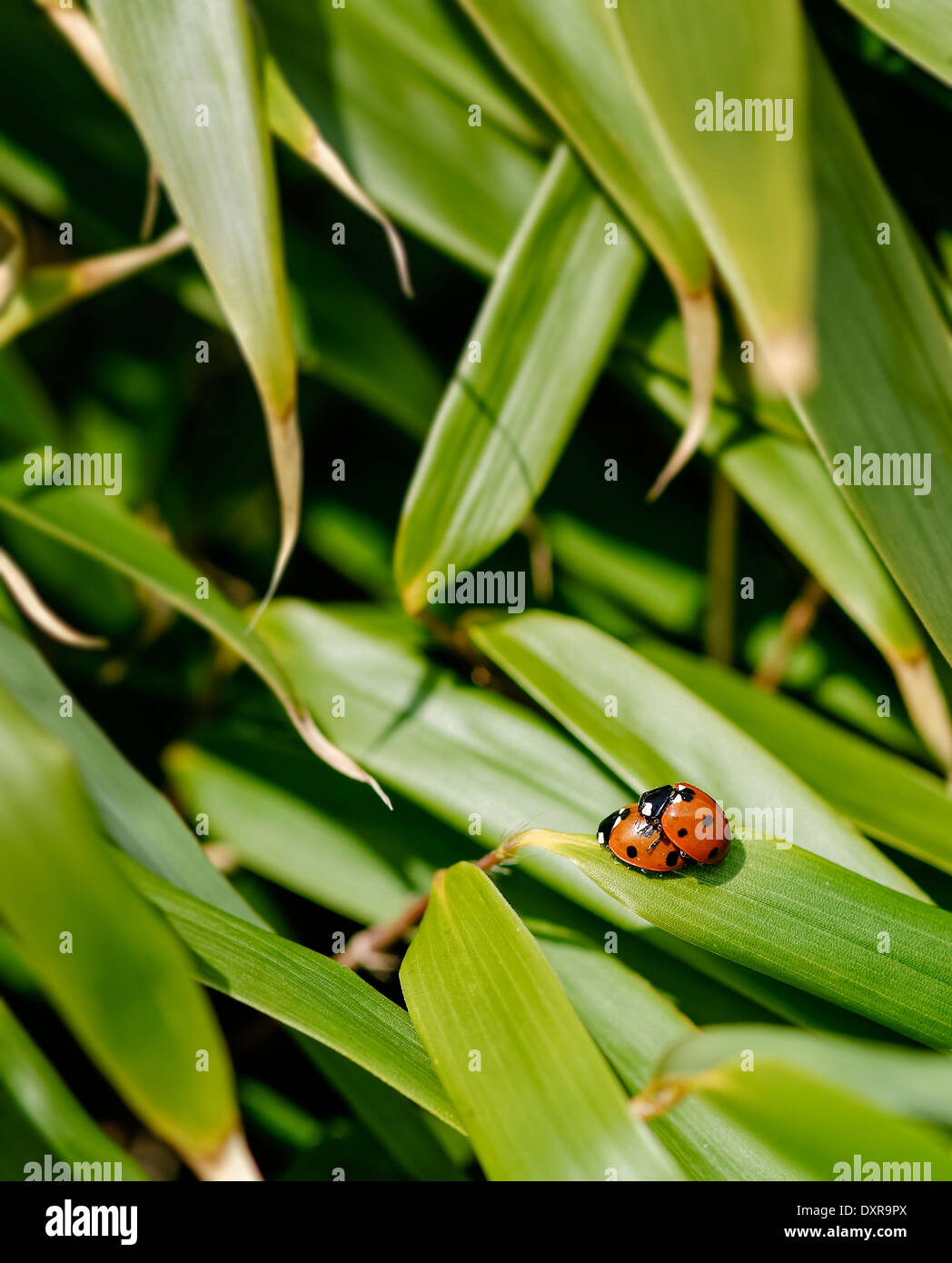Mating ladybirds (ladybugs) on bamboo leaf, facing to left; portrait ...