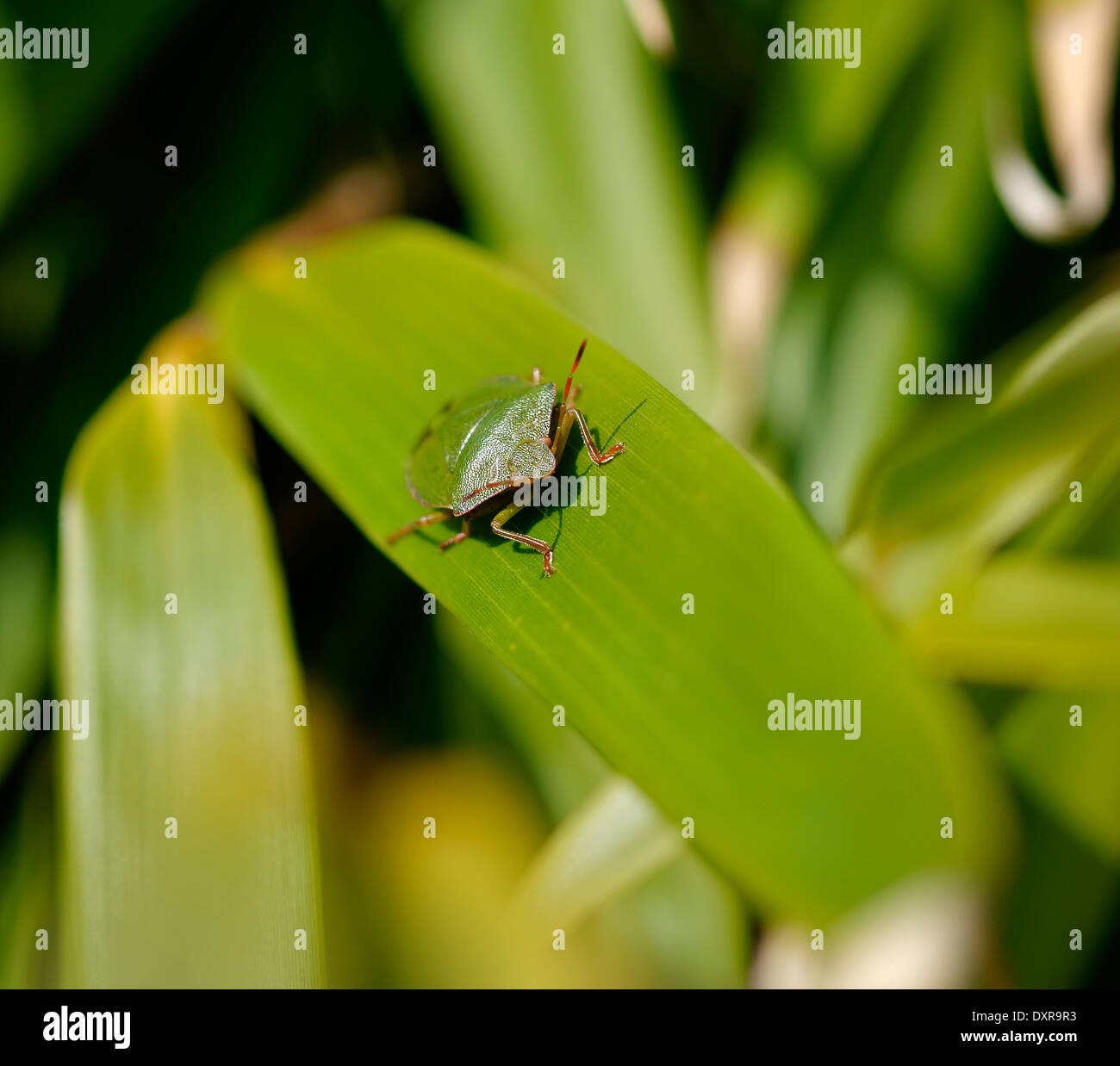 Green Shield Bug (Stink Bug) on bamboo leaf, facing camera, shallow depth-of-field; landscape format. Stock Photo