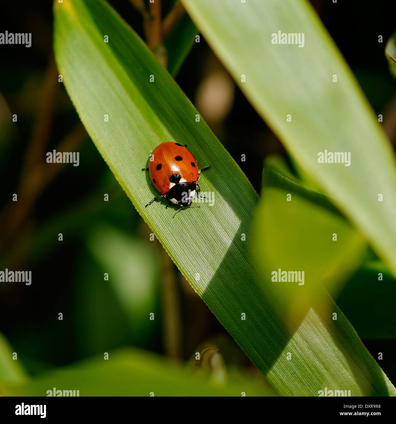 Ladybird legs hi-res stock photography and images - Alamy
