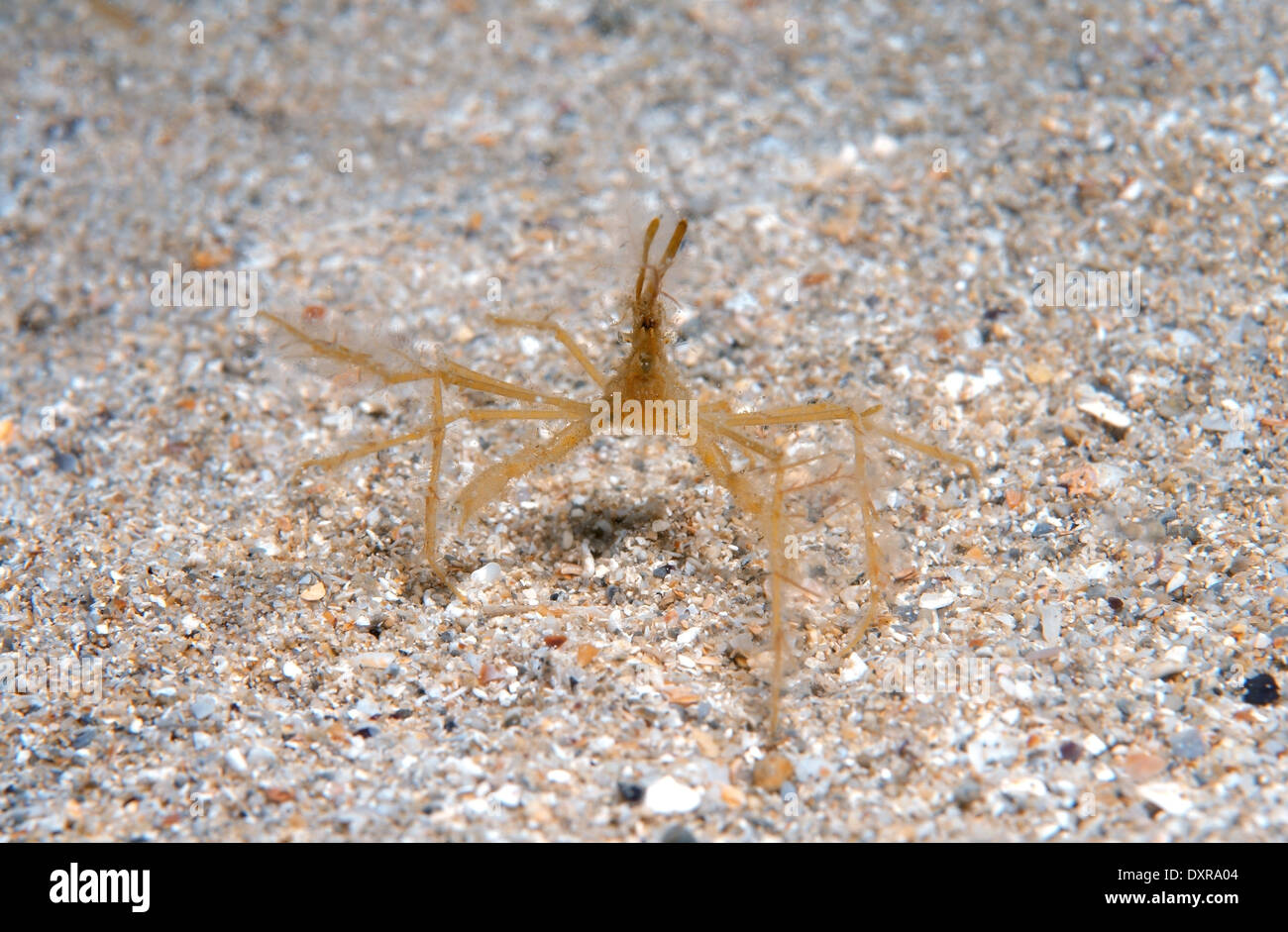 common spider crab, long-legged spider crab or long-legged crab