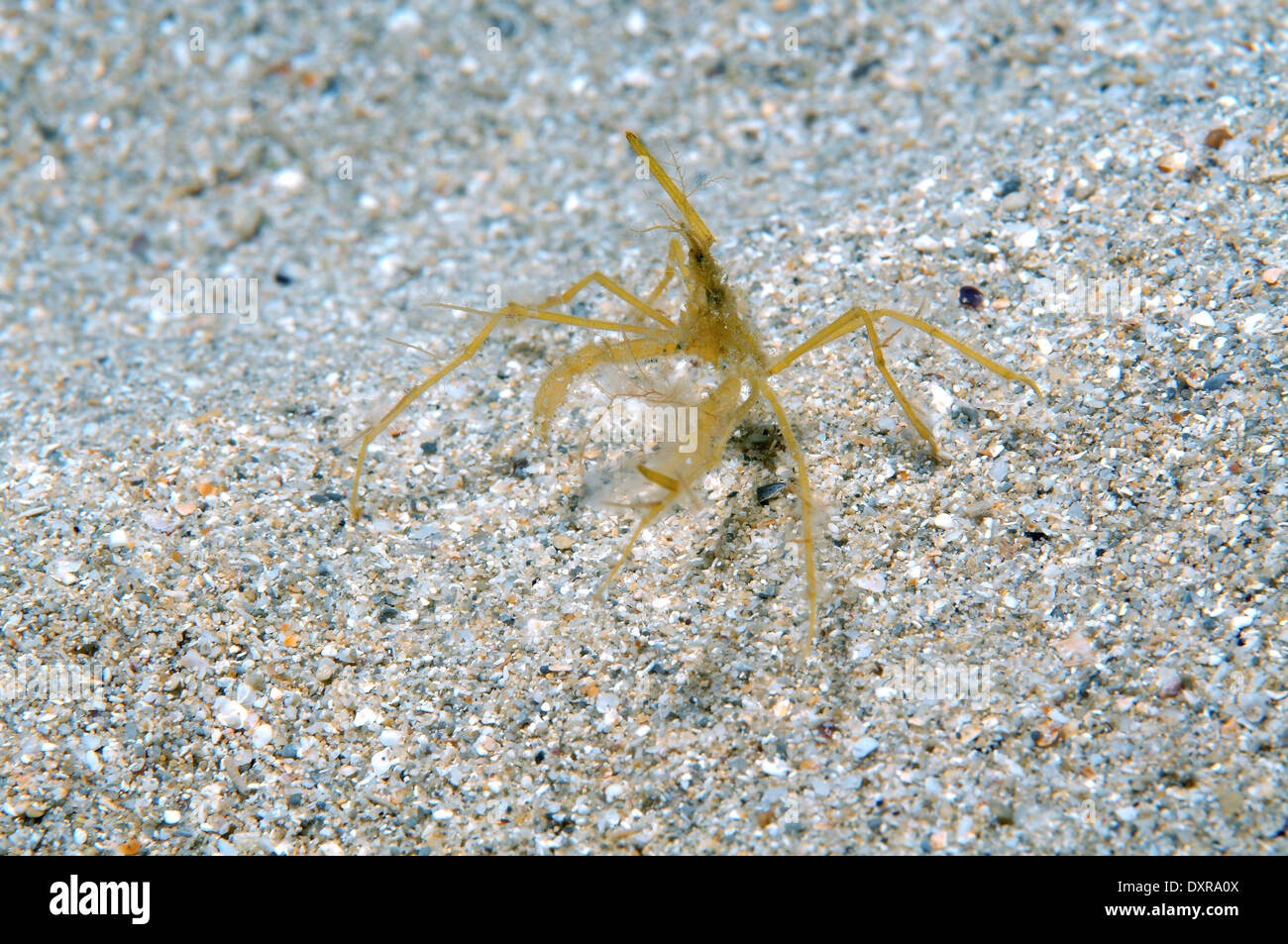 common spider crab, long-legged spider crab or long-legged crab