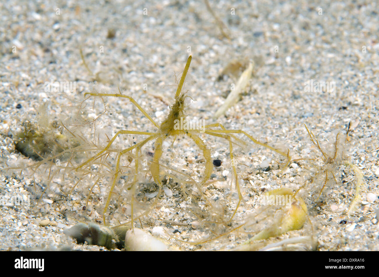 common spider crab, long-legged spider crab or long-legged crab